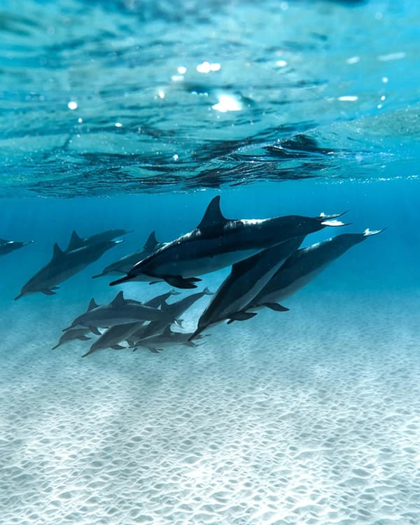 Swim with dolphins