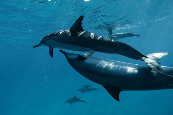 Dolphins