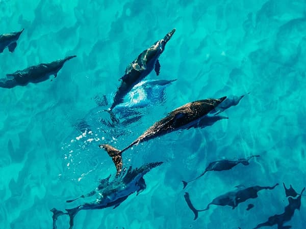 Dauphins sauvages à Sataya Reef