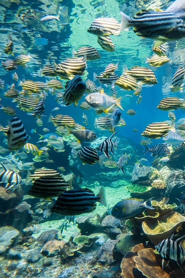 Récifs coralliens et vie marine en Égypte
