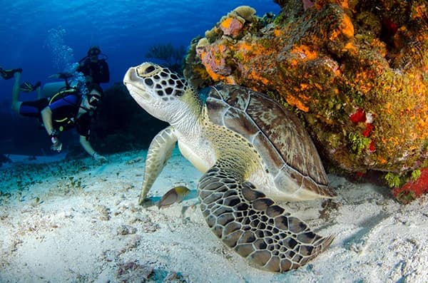 Plongée découverte en Mer Rouge